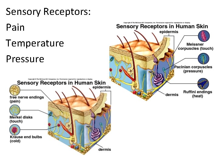 Sensory Receptors: Pain Temperature Pressure 