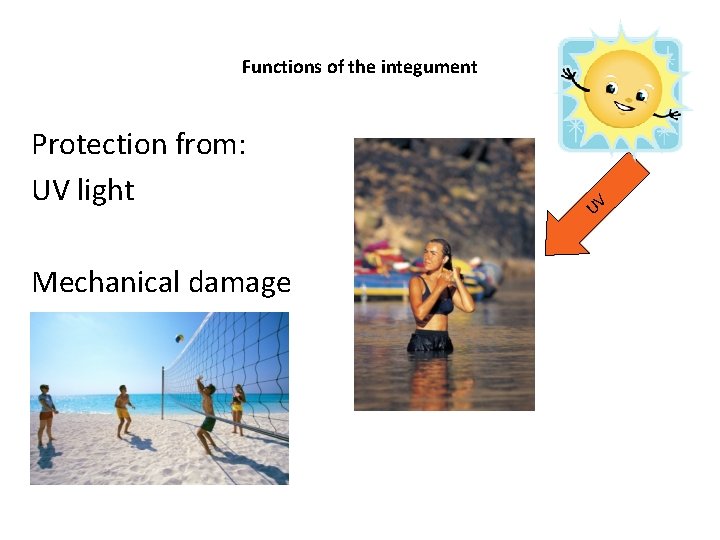 Functions of the integument Protection from: UV light Mechanical damage UV 