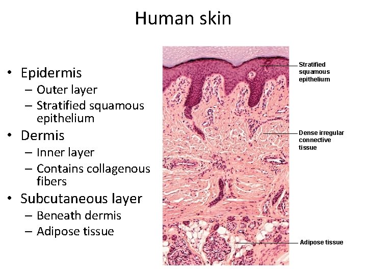 Human skin • Epidermis – Outer layer – Stratified squamous epithelium • Dermis –