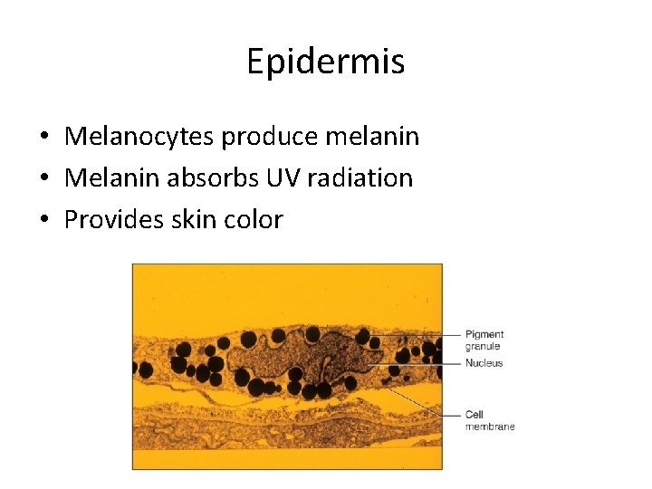 Epidermis • Melanocytes produce melanin • Melanin absorbs UV radiation • Provides skin color