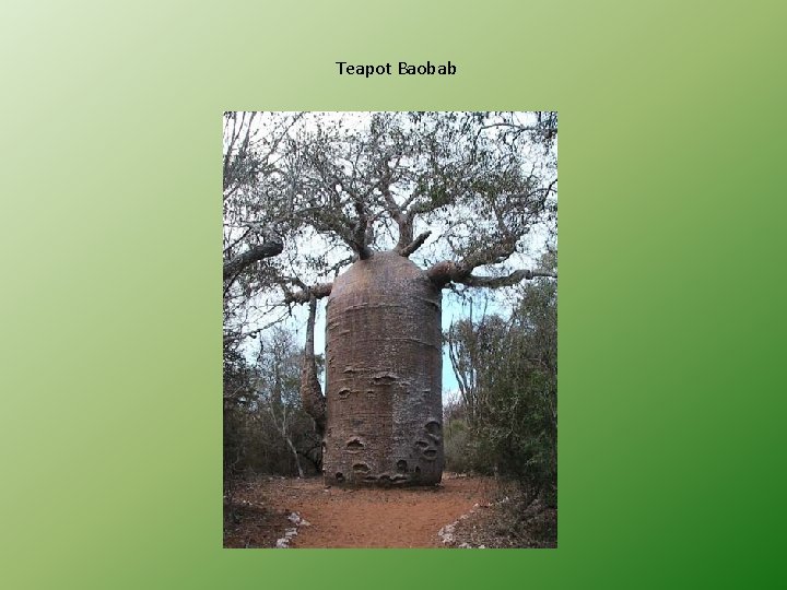 Teapot Baobab 