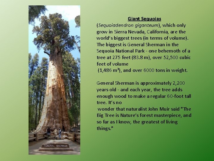 Giant Sequoias (Sequoiadendron giganteum), which only grow in Sierra Nevada, California, are the world’s