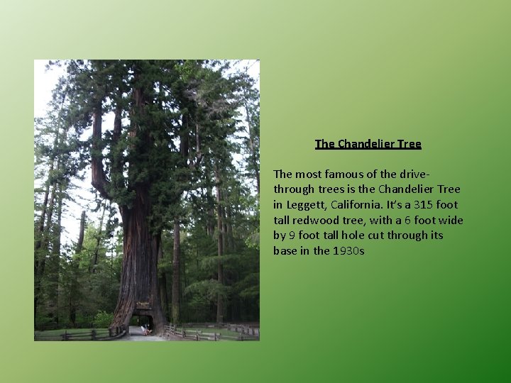 The Chandelier Tree The most famous of the drivethrough trees is the Chandelier Tree