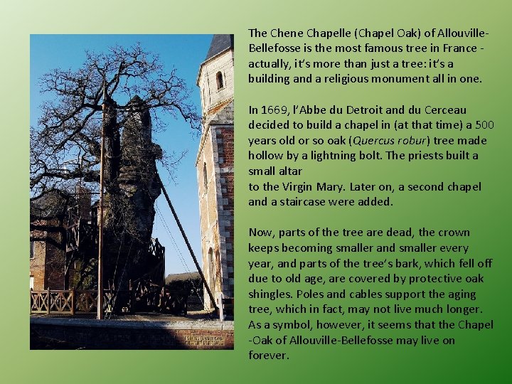 The Chene Chapelle (Chapel Oak) of Allouville. Bellefosse is the most famous tree in