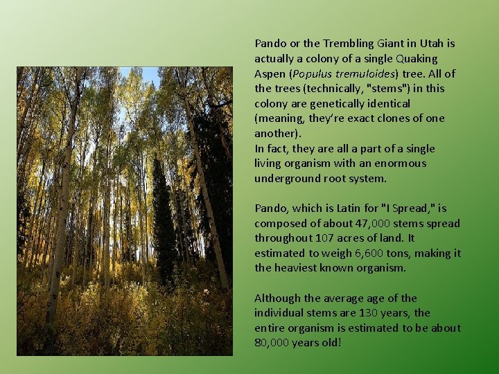 Pando or the Trembling Giant in Utah is actually a colony of a single