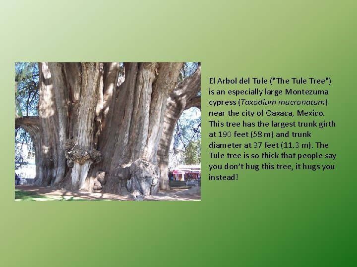 El Arbol del Tule ("The Tule Tree") is an especially large Montezuma cypress (Taxodium