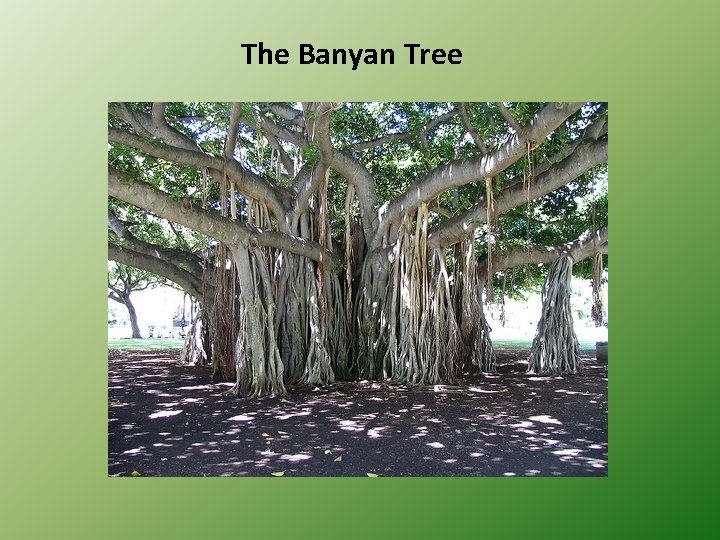 The Banyan Tree 