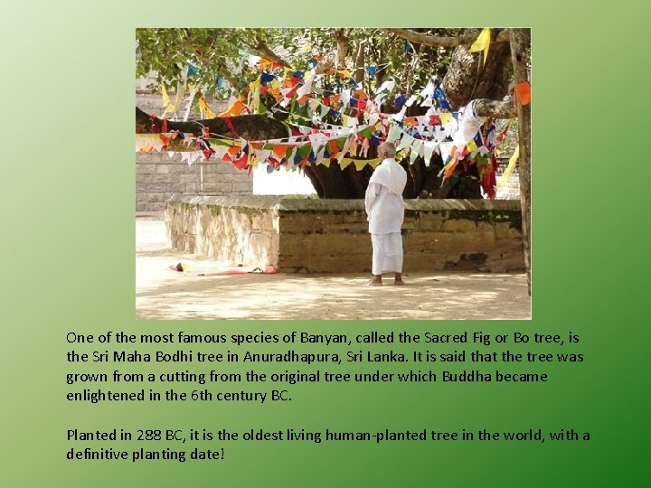 One of the most famous species of Banyan, called the Sacred Fig or Bo
