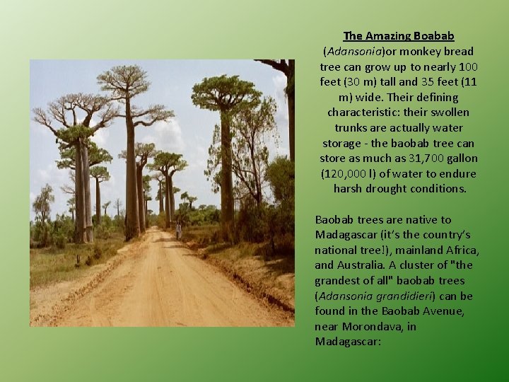 The Amazing Boabab (Adansonia)or monkey bread tree can grow up to nearly 100 feet