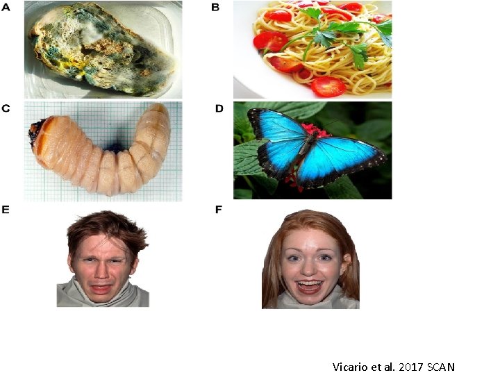 Psicologia Sociale Vicario et al. 2017 SCAN 