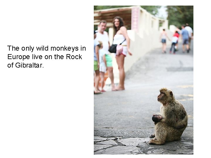 The only wild monkeys in Europe live on the Rock of Gibraltar. 