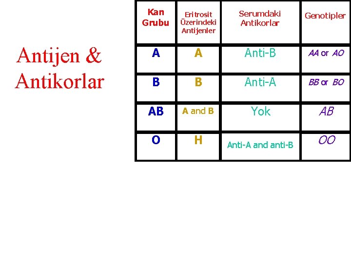 Kan Grubu Antijen & Antikorlar Eritrosit Üzerindeki Antijenler Serumdaki Antikorlar Genotipler A A Anti-B