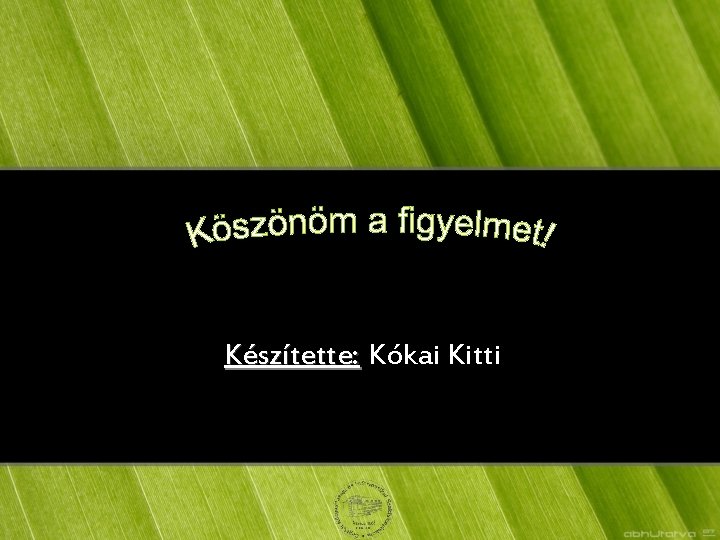 Készítette: Kókai Kitti 