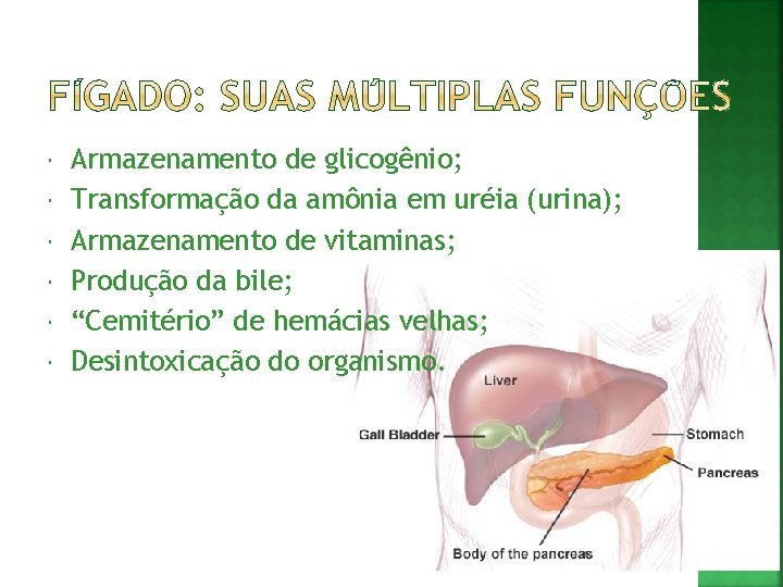  Armazenamento de glicogênio; Transformação da amônia em uréia (urina); Armazenamento de vitaminas; Produção