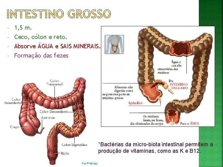  1, 5 m. Ceco, cólon e reto. Absorve ÁGUA e SAIS MINERAIS. Formação