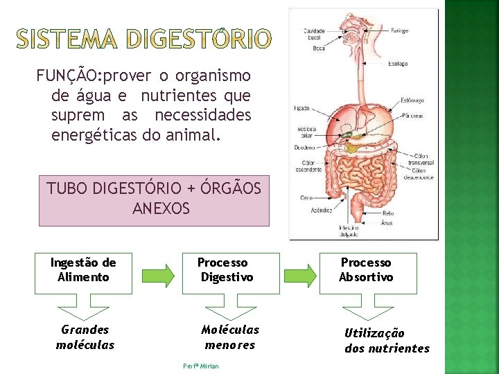 FUNÇÃO: prover o organismo de água e nutrientes que suprem as necessidades energéticas do