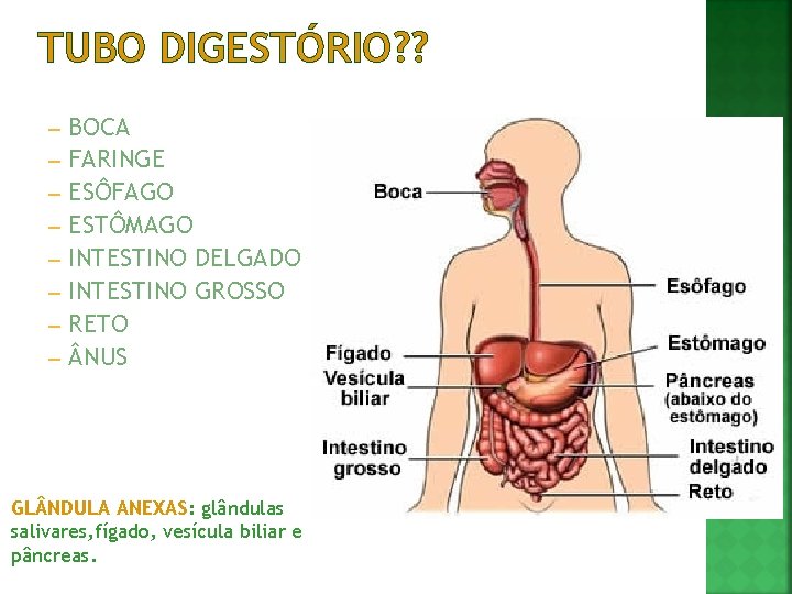 TUBO DIGESTÓRIO? ? – – – – BOCA FARINGE ESÔFAGO ESTÔMAGO INTESTINO DELGADO INTESTINO