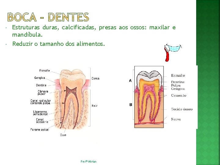  Estruturas duras, calcificadas, presas aos ossos: maxilar e mandíbula. Reduzir o tamanho dos