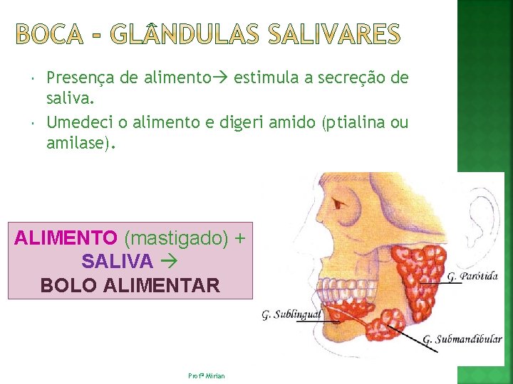  Presença de alimento estimula a secreção de saliva. Umedeci o alimento e digeri