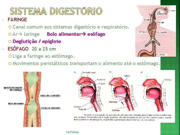  FARINGE Canal comum aos sistemas digestório e respiratório. Ar laringe Bolo alimentar esôfago