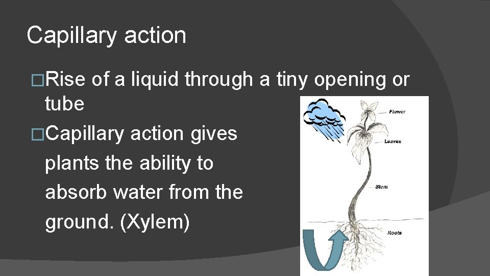 Capillary action �Rise of a liquid through a tiny opening or tube �Capillary action