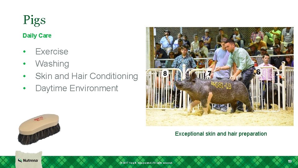 Pigs Daily Care • • Exercise Washing Skin and Hair Conditioning Daytime Environment Exceptional