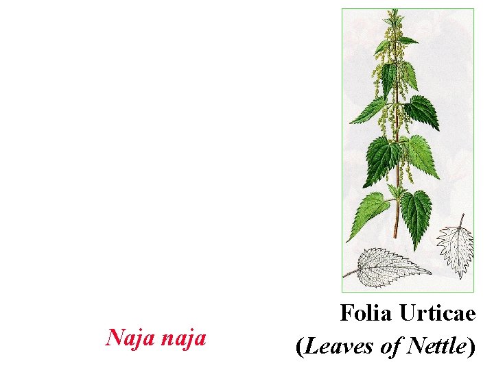 Naja naja Folia Urticae (Leaves of Nettle) 