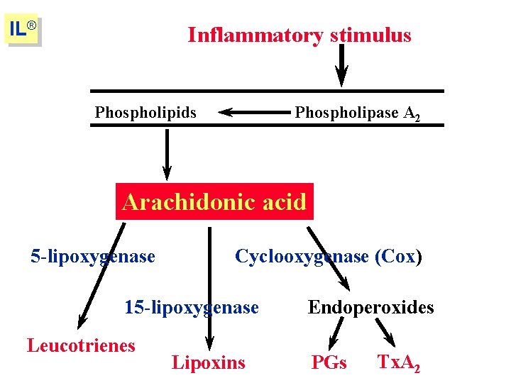 IL® Inflammatory stimulus Phospholipids Phospholipase A 2 Arachidonic acid 5 -lipoxygenase Cyclooxygenase (Cox) 15