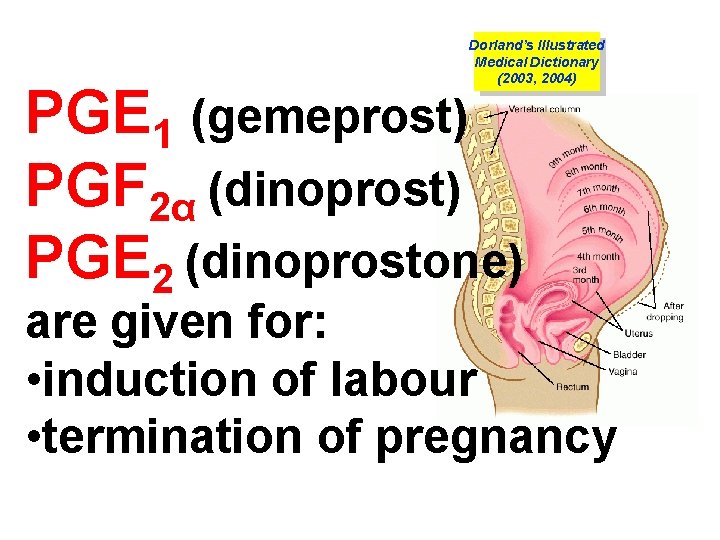 Dorland’s Illustrated Medical Dictionary (2003, 2004) PGE 1 (gemeprost) PGF 2α (dinoprost) PGE 2