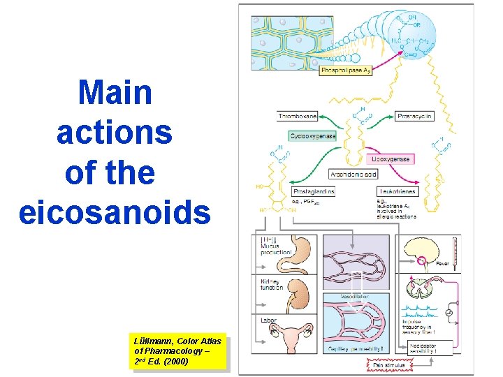 Main actions of the eicosanoids Lüllmann, Color Atlas of Pharmacology – 2 nd Ed.