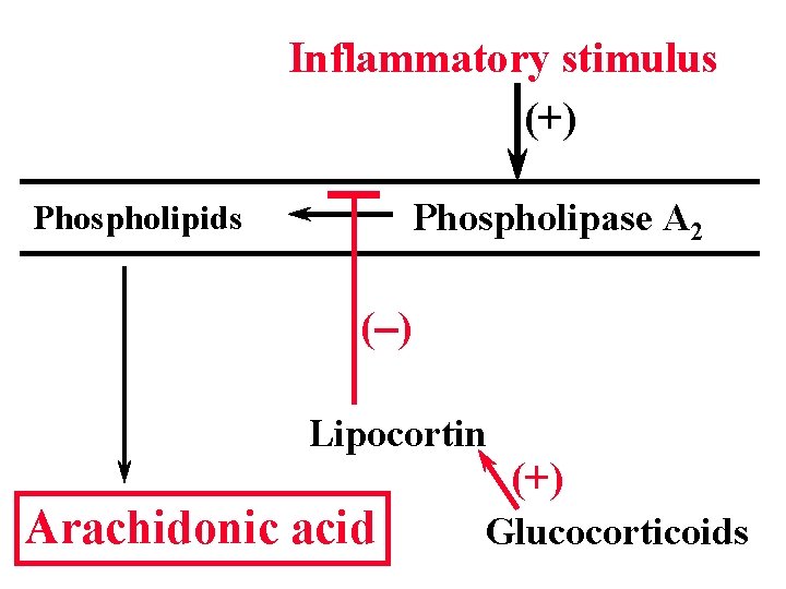 Inflammatory stimulus (+) Phospholipase A 2 Phospholipids (-) Lipocortin Arachidonic acid (+) Glucocorticoids 