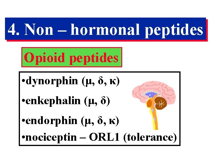 4. Non – hormonal peptides Opioid peptides • dynorphin (μ, δ, κ) • enkephalin