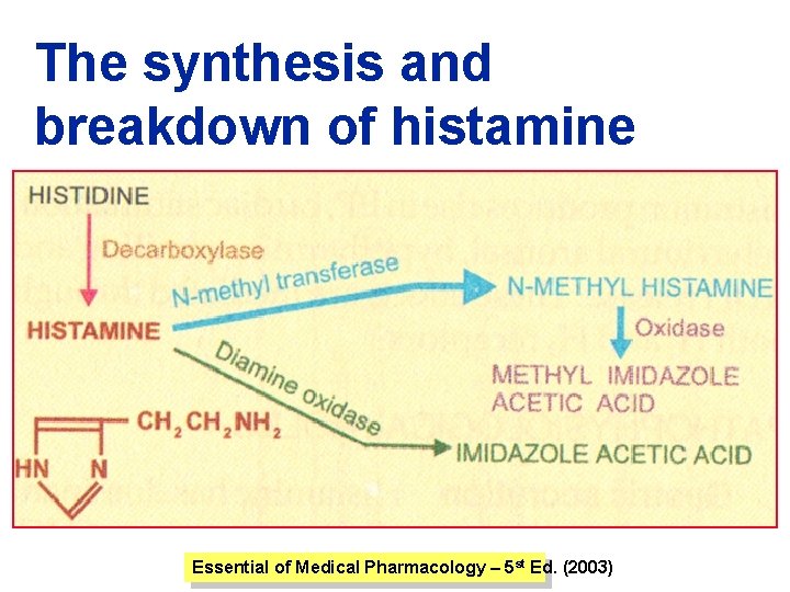 The synthesis and breakdown of histamine Essential of Medical Pharmacology – 5 st Ed.