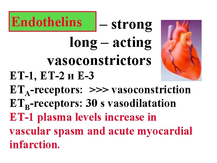 Endothelins – strong long – acting vasoconstrictors ЕТ-1, ET-2 и Е-3 ЕТА-receptors: >>> vasoconstriction