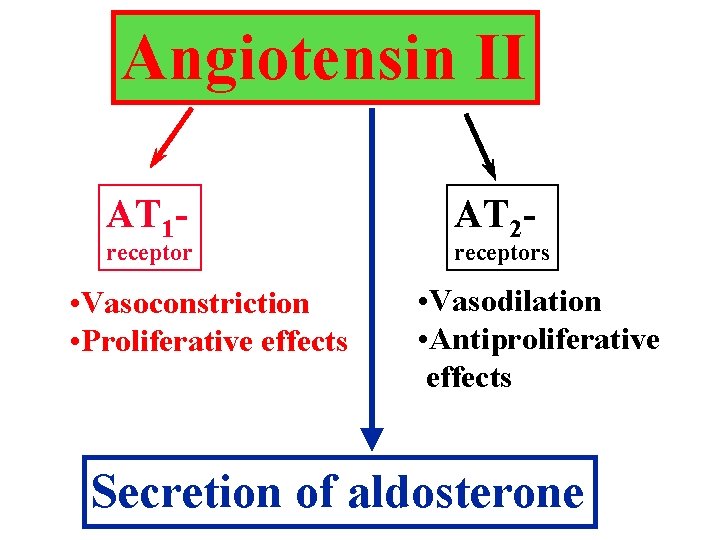 Angiotensin II AT 1 - receptor • Vasoconstriction • Proliferative effects AT 2 -