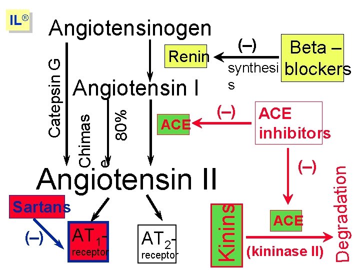 (-) Renin synthesi s Angiotensin I Chimas e 80% Catepsin G Angiotensinogen ACE (-)