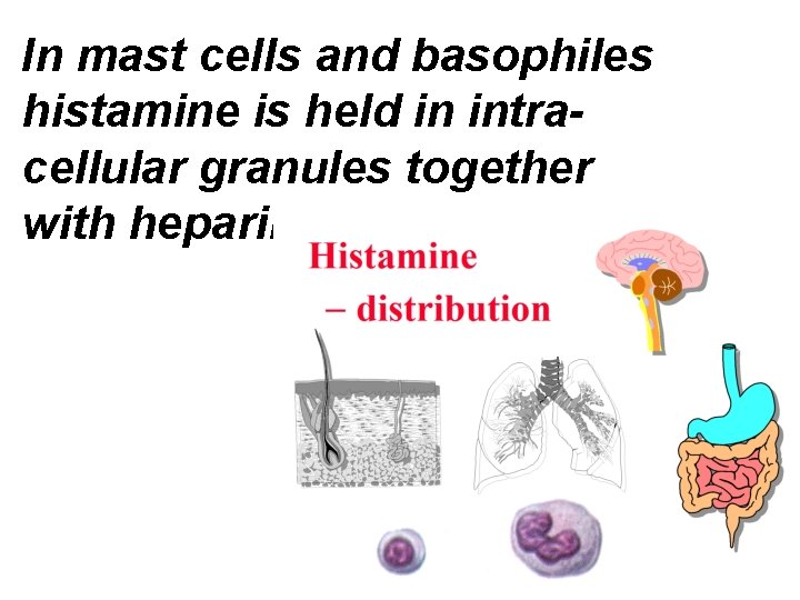 In mast cells and basophiles histamine is held in intracellular granules together with heparin.