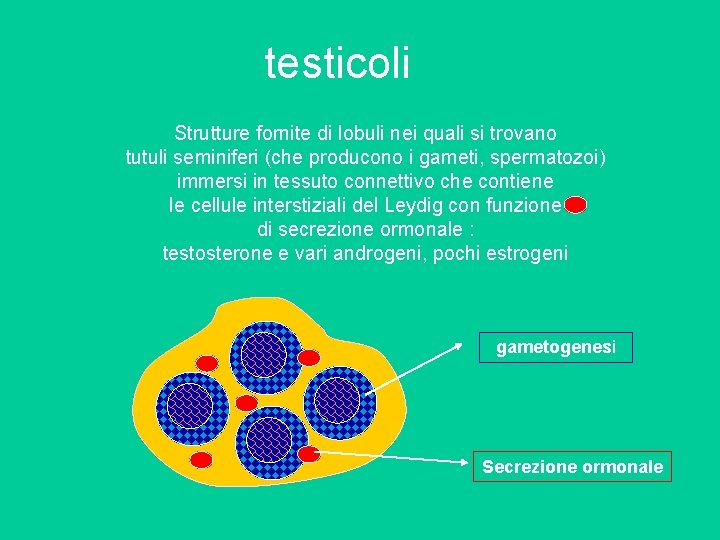 testicoli Strutture fornite di lobuli nei quali si trovano tutuli seminiferi (che producono i