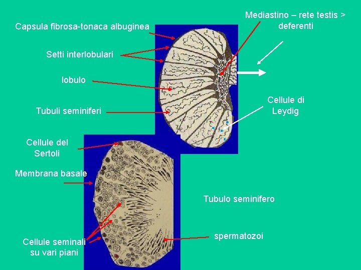 Capsula fibrosa-tonaca albuginea Mediastino – rete testis > deferenti Setti interlobulari lobulo Cellule di