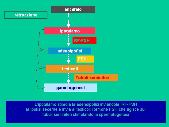 encefalo retroazione ipotalamo RF-FSH adenoipofisi FSH testicoli Tubuli seminiferi gametogenesi L’ipotalamo stimola la adenoipofisi