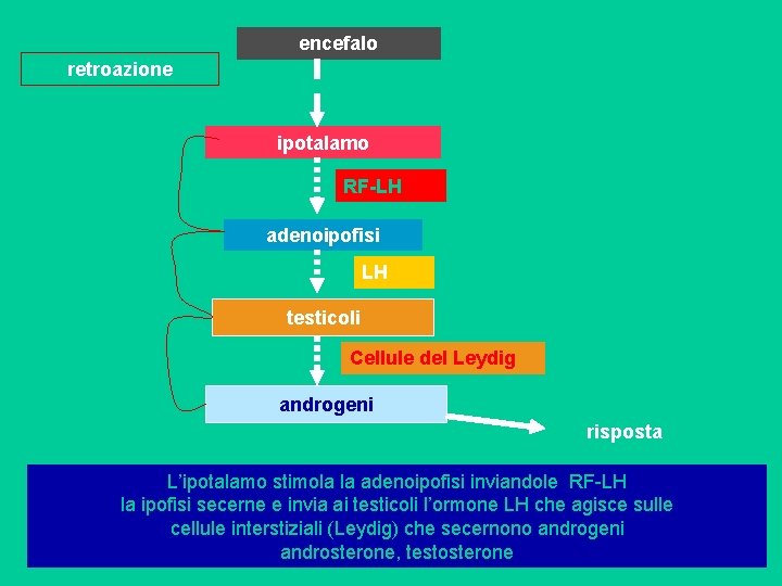 encefalo retroazione ipotalamo RF-LH adenoipofisi LH testicoli Cellule del Leydig androgeni risposta L’ipotalamo stimola
