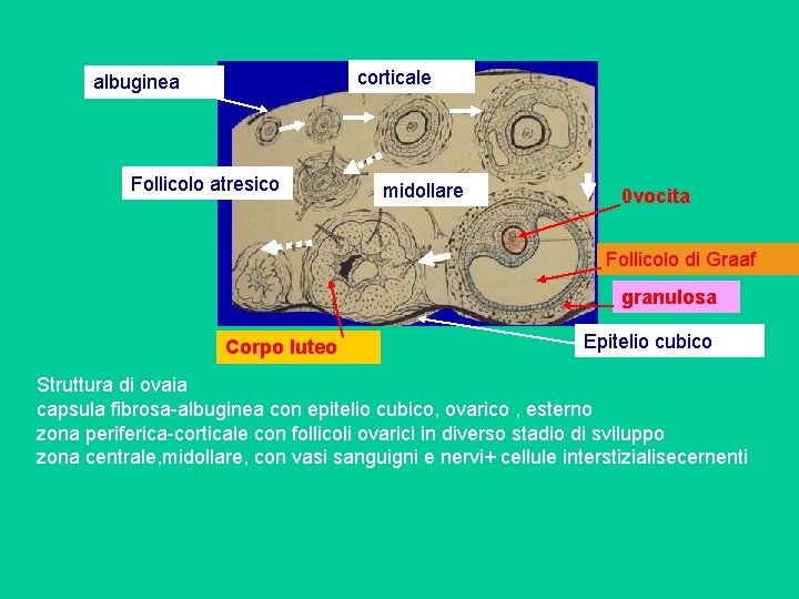 corticale albuginea Follicolo atresico midollare 0 vocita Follicolo di Graaf granulosa Corpo luteo Epitelio