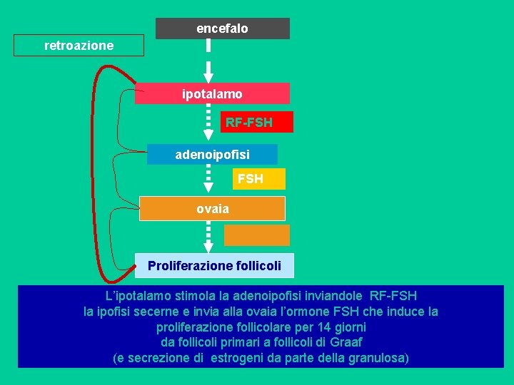 encefalo retroazione ipotalamo RF-FSH adenoipofisi FSH ovaia Proliferazione follicoli L’ipotalamo stimola la adenoipofisi inviandole