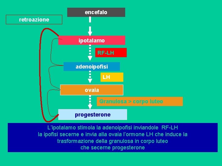 encefalo retroazione ipotalamo RF-LH adenoipofisi LH ovaia Granulosa > corpo luteo progesterone L’ipotalamo stimola