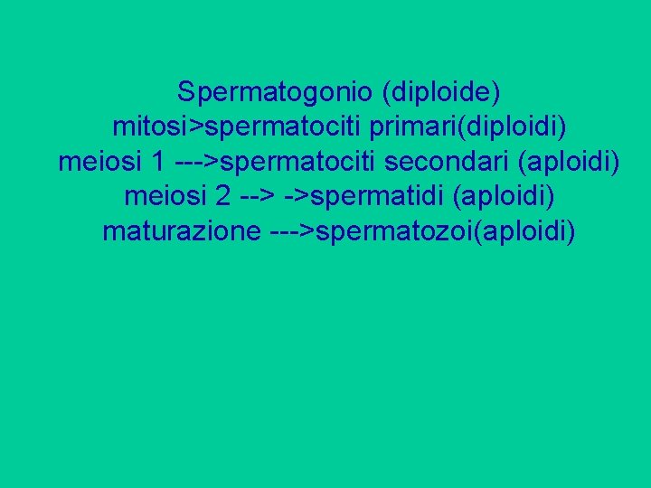 Spermatogonio (diploide) mitosi>spermatociti primari(diploidi) meiosi 1 --->spermatociti secondari (aploidi) meiosi 2 --> ->spermatidi (aploidi)