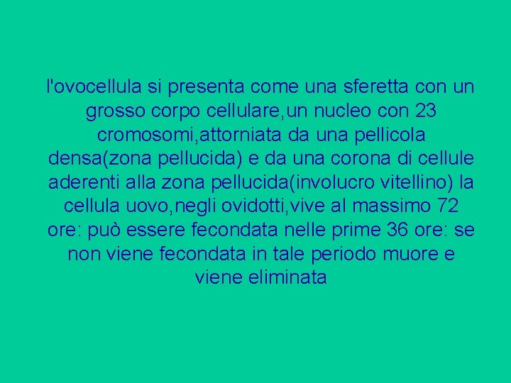 l'ovocellula si presenta come una sferetta con un grosso corpo cellulare, un nucleo con