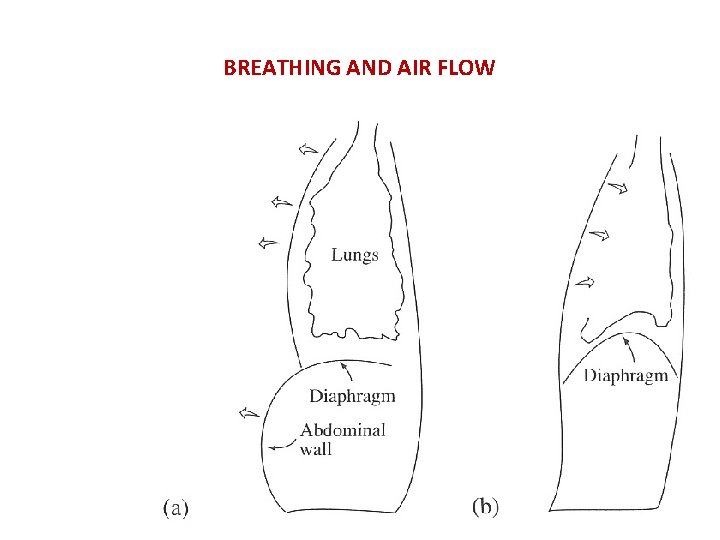BREATHING AND AIR FLOW 