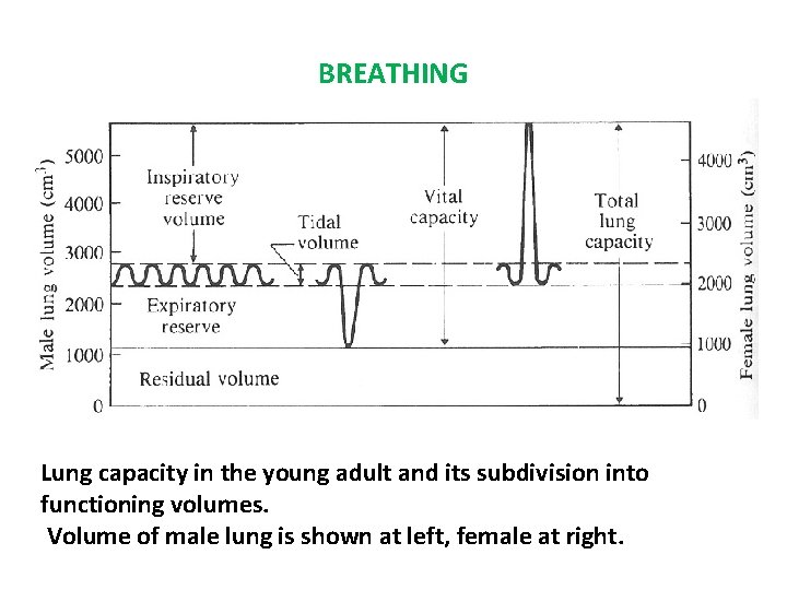 BREATHING Lung capacity in the young adult and its subdivision into functioning volumes. Volume