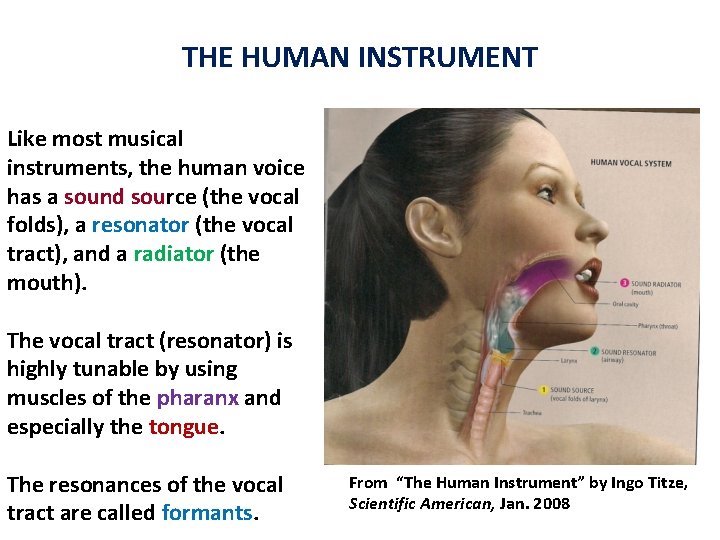 THE HUMAN INSTRUMENT Like most musical instruments, the human voice has a sound source