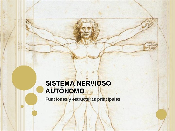 SISTEMA NERVIOSO AUTÓNOMO Funciones y estructuras principales 